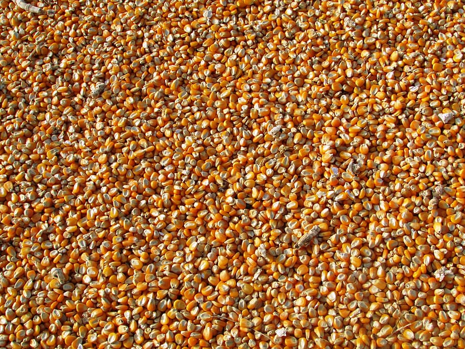 yellow corns, maize, indian corn, vegetables, seeds, food, crop, HD wallpaper