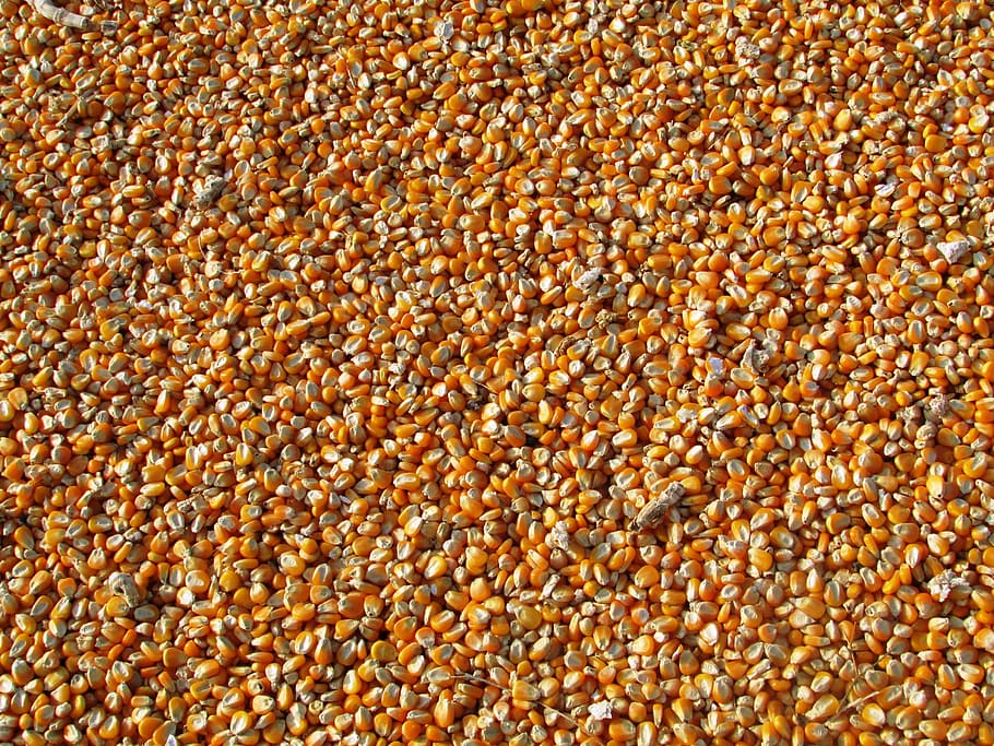yellow corns, maize, indian corn, vegetables, seeds, food, crop HD wallpaper