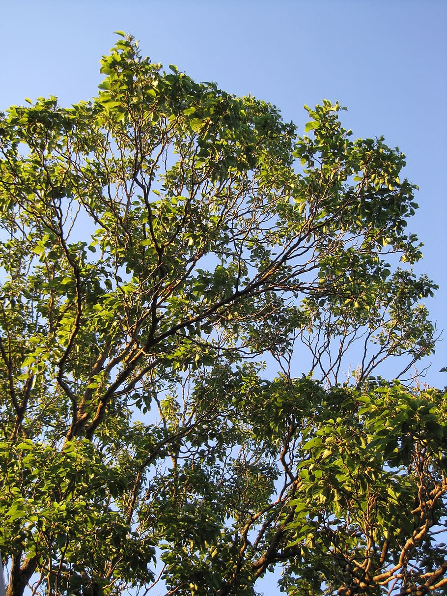 tree, tall, foliage, leaves, green, sunlight, low angle view HD wallpaper