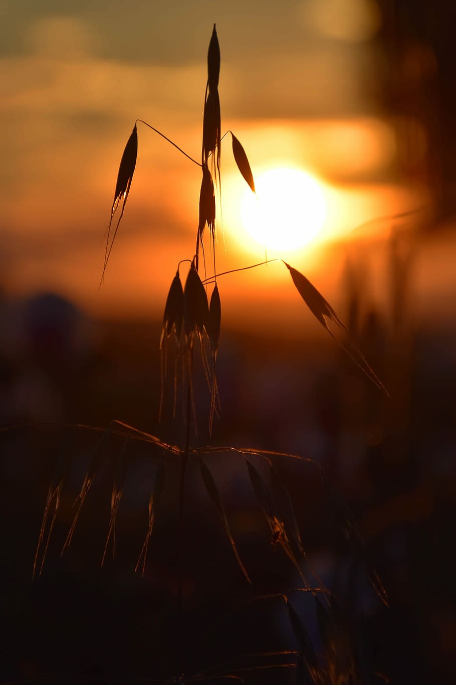 Grain, West, Field, sunset, nature, silhouette, plant, outdoors HD wallpaper