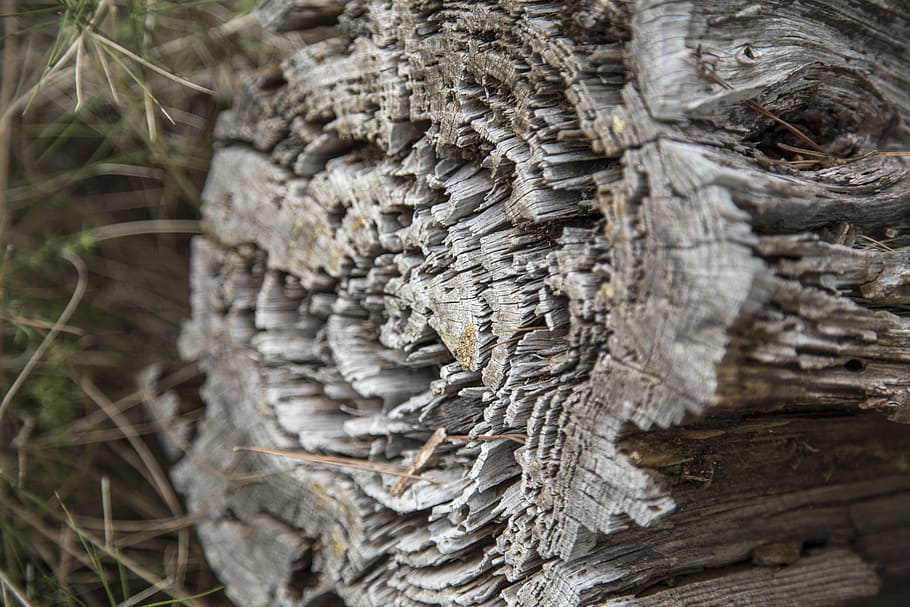 old, wood, macro, nature, wood texture, old wood, wood background HD wallpaper