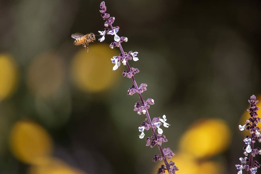 bee, flower, nature, flora, outdoors, season, natural, close up HD wallpaper