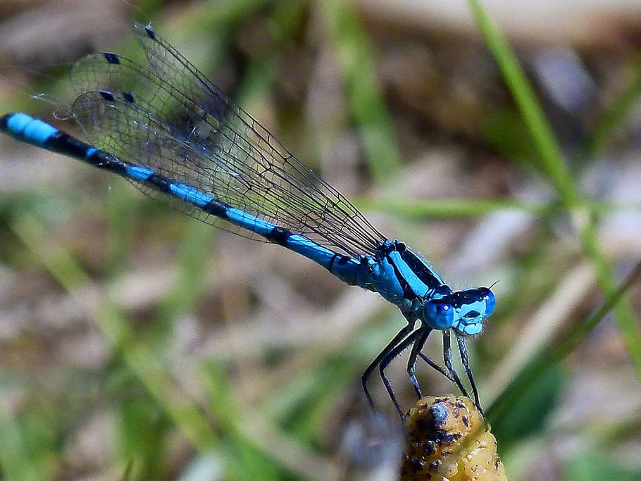 selective focus photography of blue damselfly on grass, dragonfly HD wallpaper