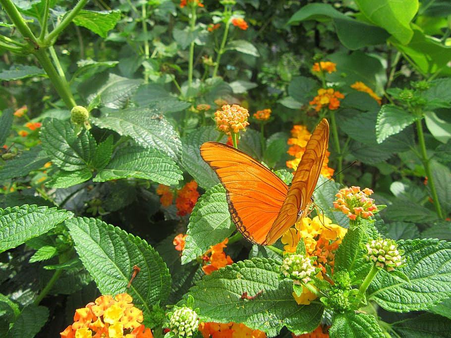 Orange, Butterfly, Flower, Flower, Bug, Insects, orange butterfly HD wallpaper