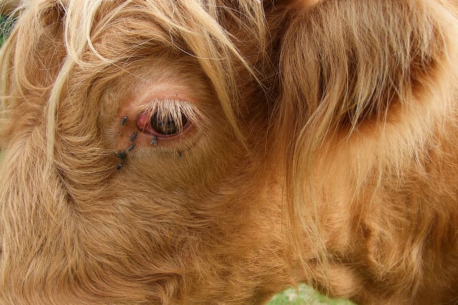 Beef, Cattle, Highland, Eye, Fly, highland beef, pasture, agriculture HD wallpaper