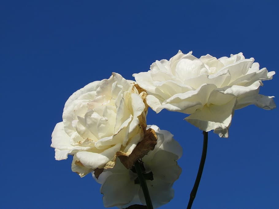 white, rosa, rose, blue, nature, flower, flowering plant, beauty in nature HD wallpaper
