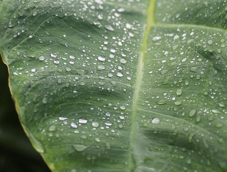 rain, drip, green, plant, leaf, water, raindrop, wet, nature HD wallpaper