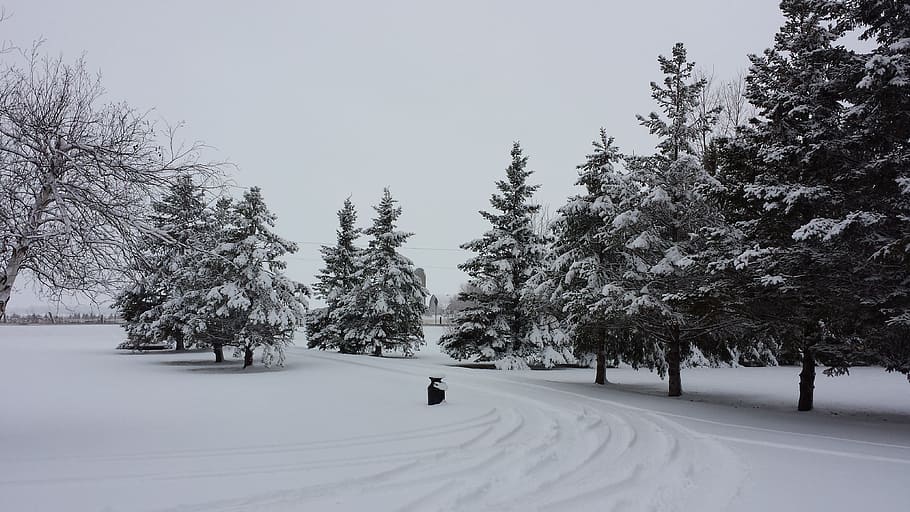 winter, scenery, snow, tree, cold temperature, plant, beauty in nature HD wallpaper