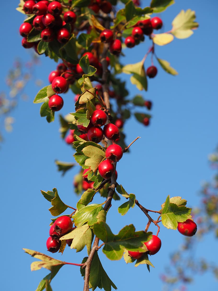 Berries, Fruits, red, eingriffeliger hawthorn, bush, hedge, HD wallpaper