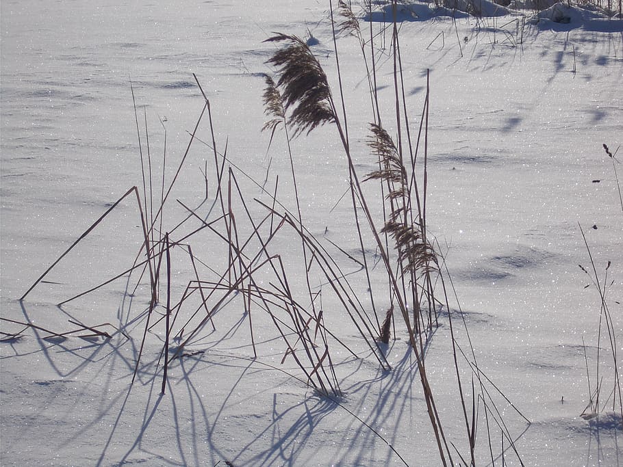 winter, snow, plant, wintry, shrubs, snowy, winter dream, nature HD wallpaper