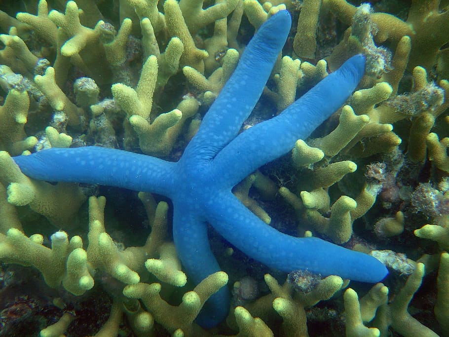 starfish, reef, underwater, ocean, sea, blue, life, animal themes HD wallpaper