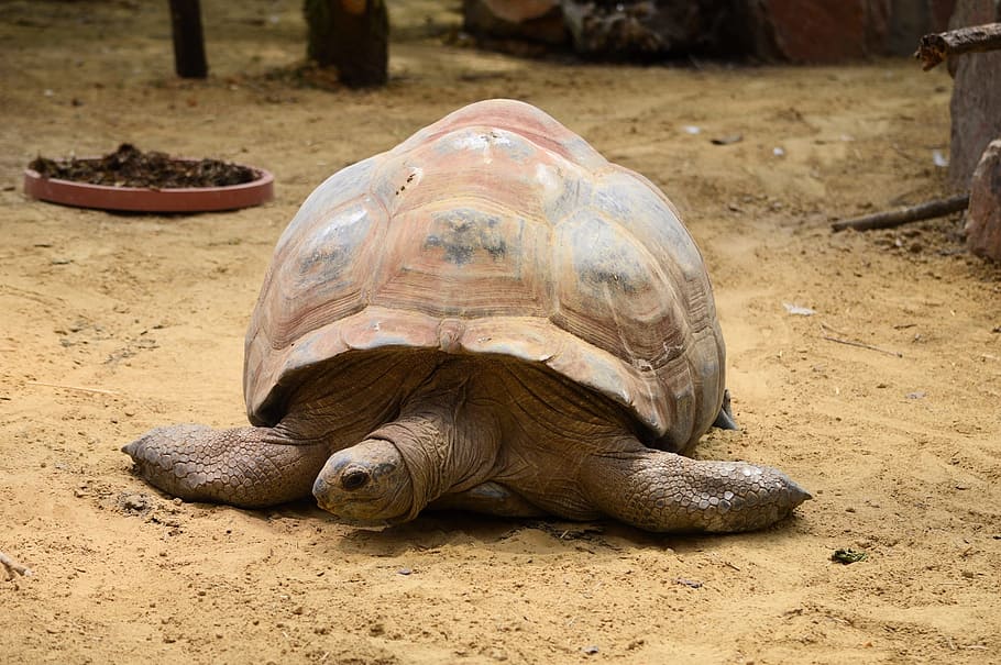 Tortoise, Turtle, Giant, Animal, wildlife, zoology, species HD wallpaper