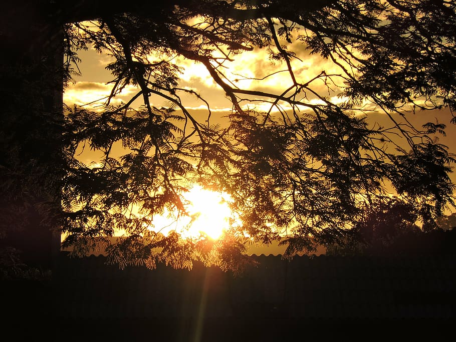 sol, afternoon, eventide, tree, plant, silhouette, sunset, beauty in nature HD wallpaper
