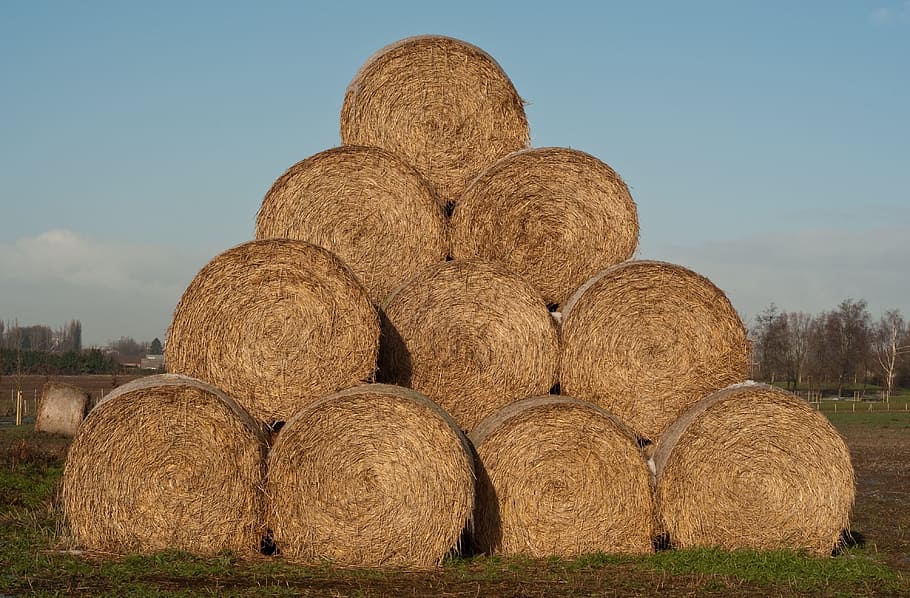 Haystack, Straw, Agriculture, harvest, bale, harvesting, rural scene HD wallpaper