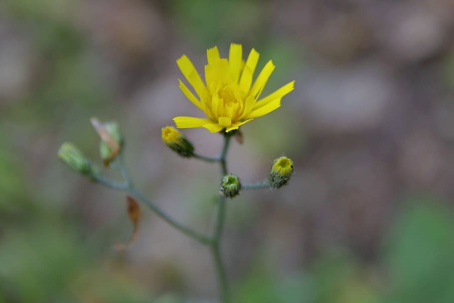 Flower, Yellow, Single, Leaflet, the petals, the stem, macro HD wallpaper