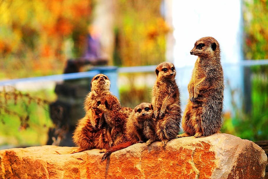 meerkat, meercat, scharrtier, species of mammal, southern africa, HD wallpaper