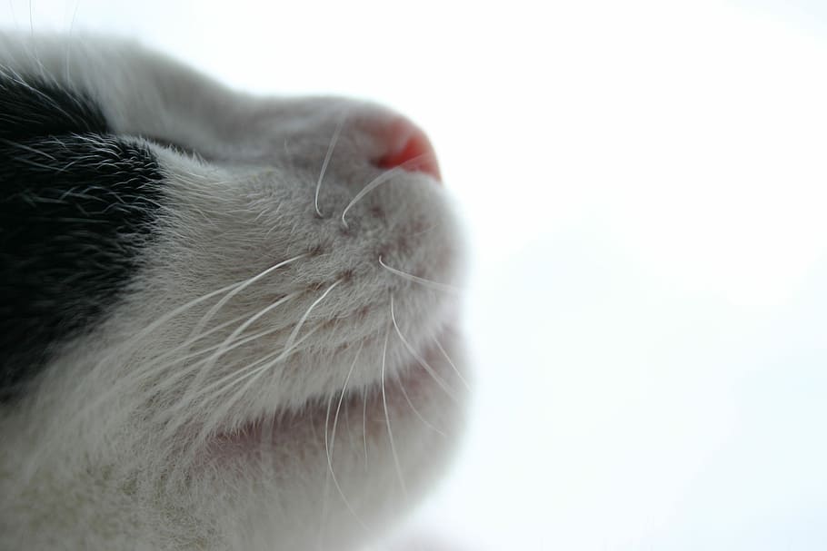 Cat, Whiskers, Cats, Picture Page, cats's picture page, cow cat, HD wallpaper