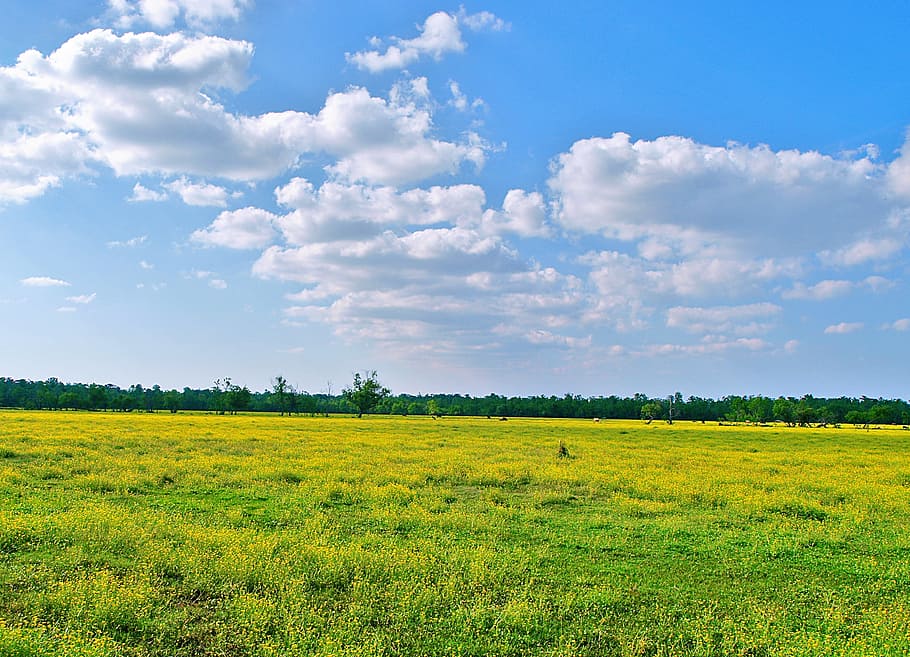green grass field, Meadow, Land, Landscape, agriculture, outdoor, HD wallpaper