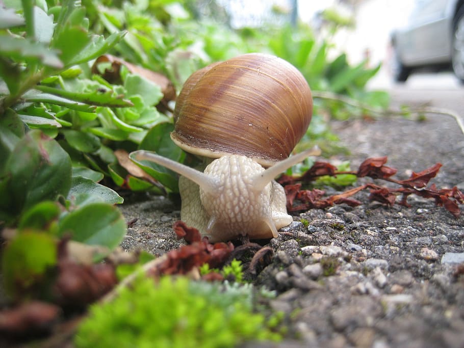 snail, shell, slowly, crawl, animal, reptile, macro, nature HD wallpaper