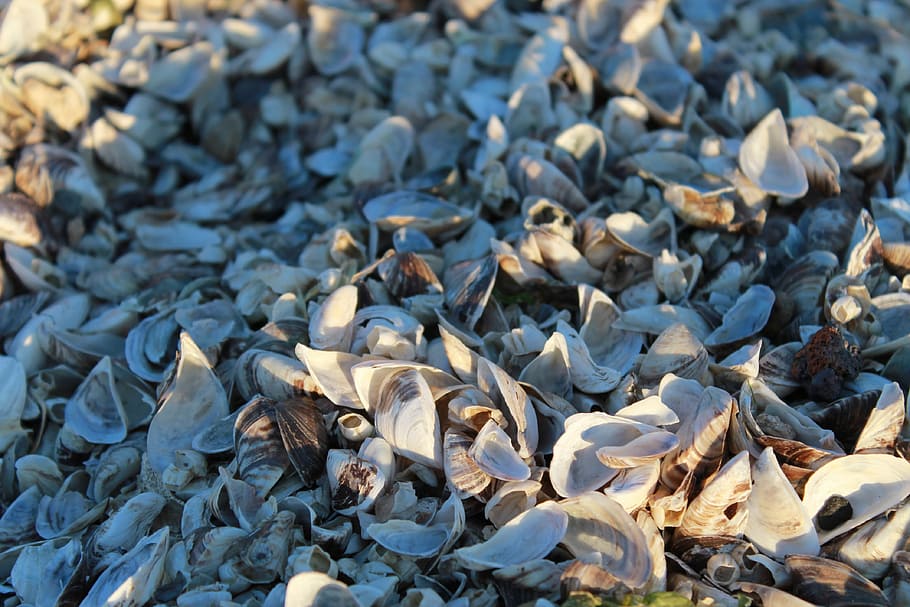 seashells, blue, no people, high angle view, full frame, day HD wallpaper