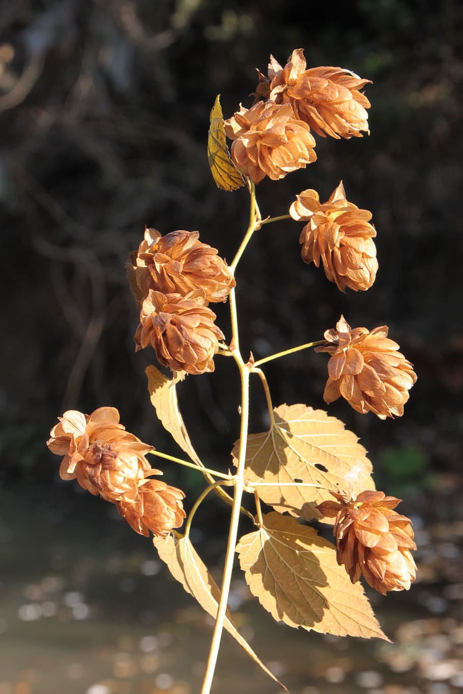 beer, flowers, hops, humulus, lupulus, plants, vulnerability HD wallpaper