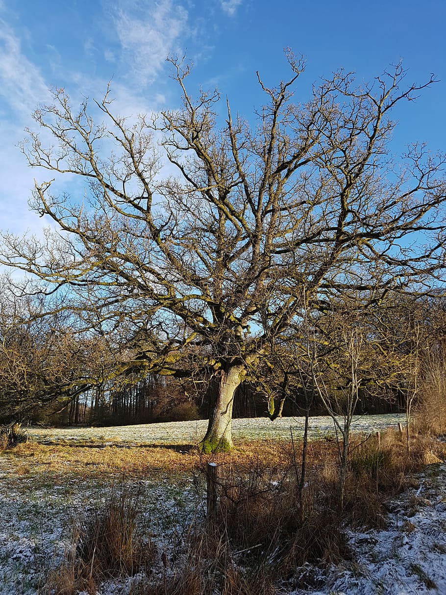 Oak, Wood, Oak Tree, Winter, Denmark, forest, natural, cool, HD wallpaper