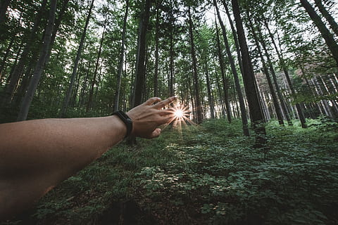 piercing sun on persons hand standing on forest, person's left hand touching sunray in forest fish-eye photography HD wallpaper