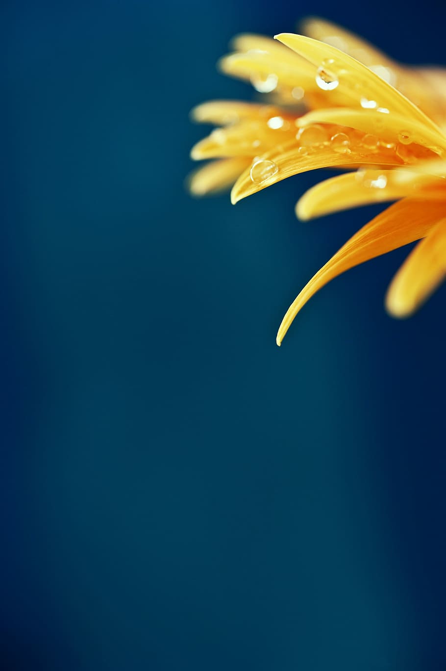 flower, macro, sheet, beauty in nature, flowering plant, vulnerability HD wallpaper