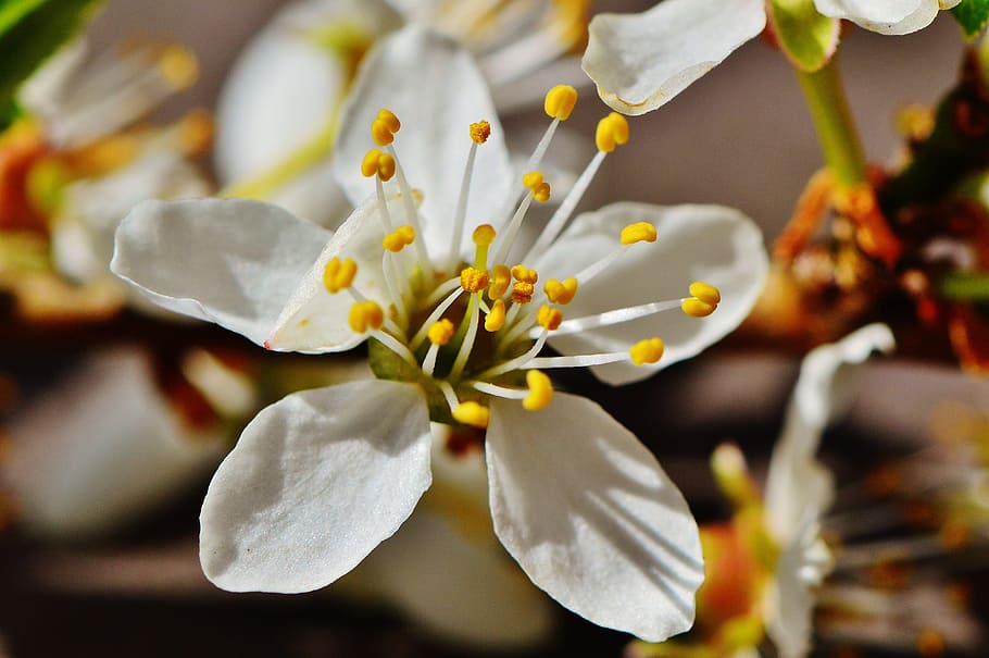 Spring, Blossom, Bloom, Nature, plant, tree, garden, flower HD wallpaper
