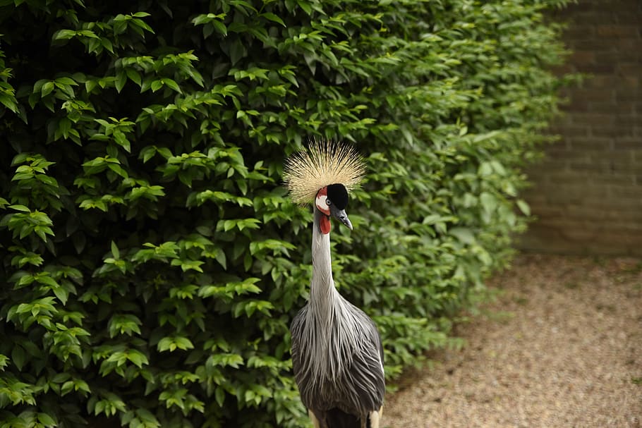 bird, animals, nature, vertebrate, one animal, animals in the wild HD wallpaper