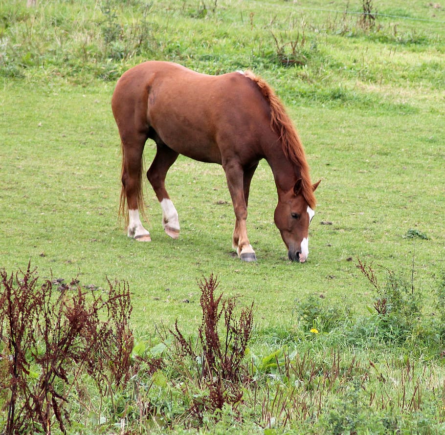 horse, mark, expensive, eng, natural, grass, animal, nature HD wallpaper