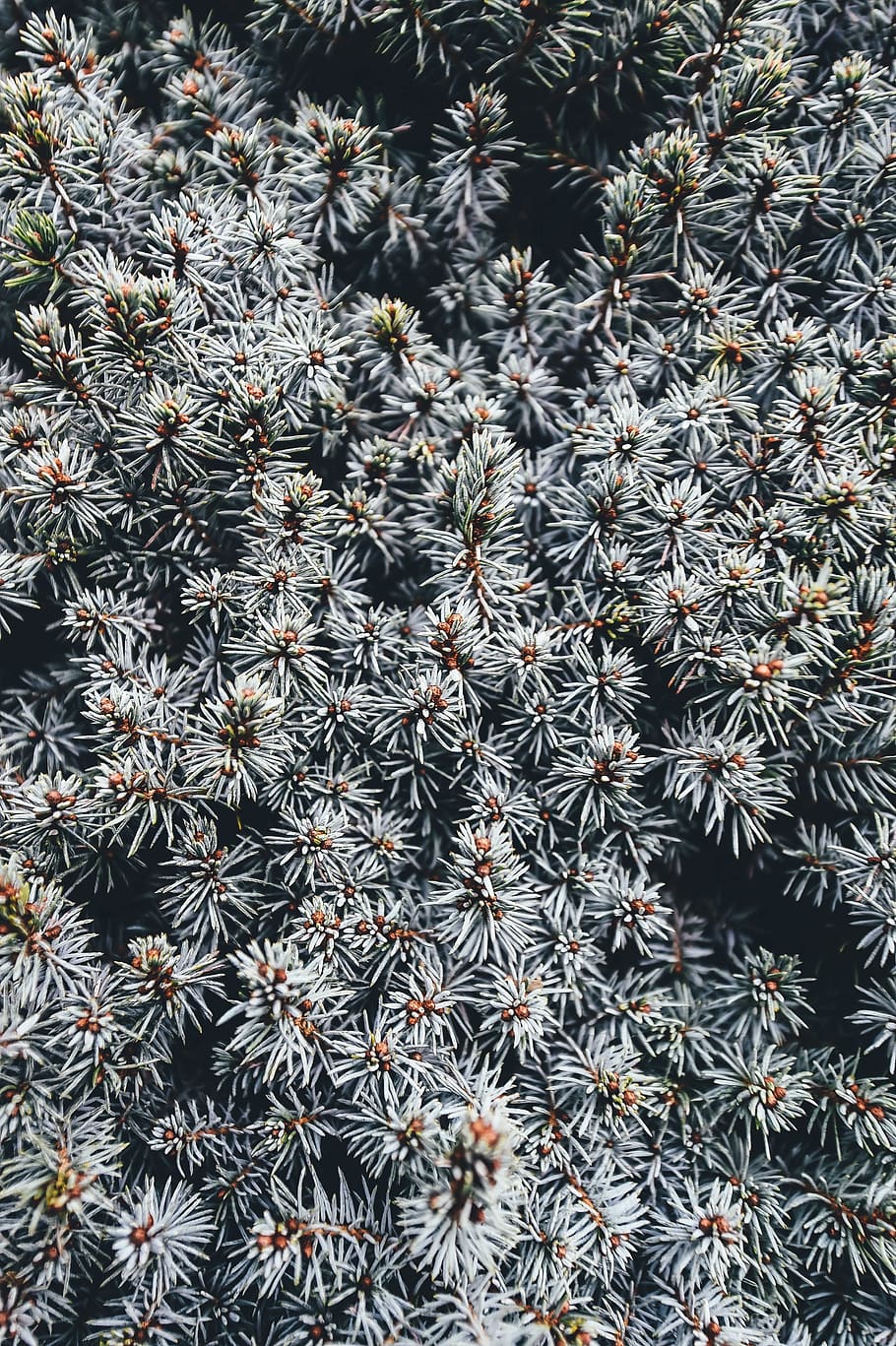 spruce, spruce tree, pine needles, coniferous, picea, nature HD wallpaper
