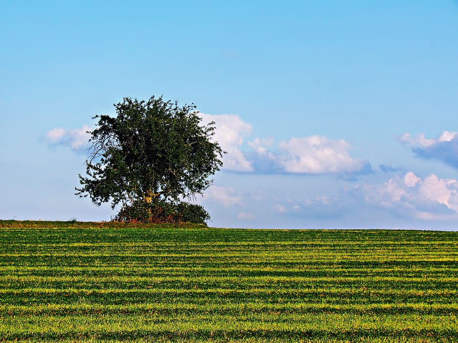 tree, loneliness, field, meadow, landscape, nature, sky, plant HD wallpaper