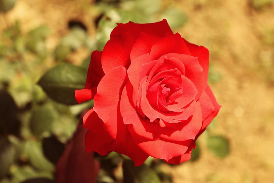 Flower, rose, red, rose - Flower, nature, petal, plant, close-up HD wallpaper