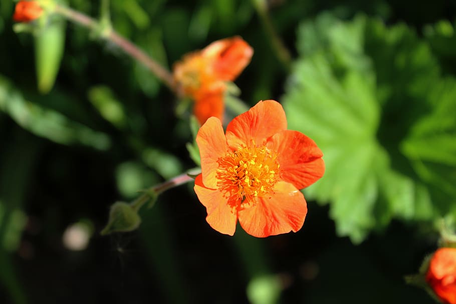 spring, garden, flowering plant, fragility, beauty in nature HD wallpaper