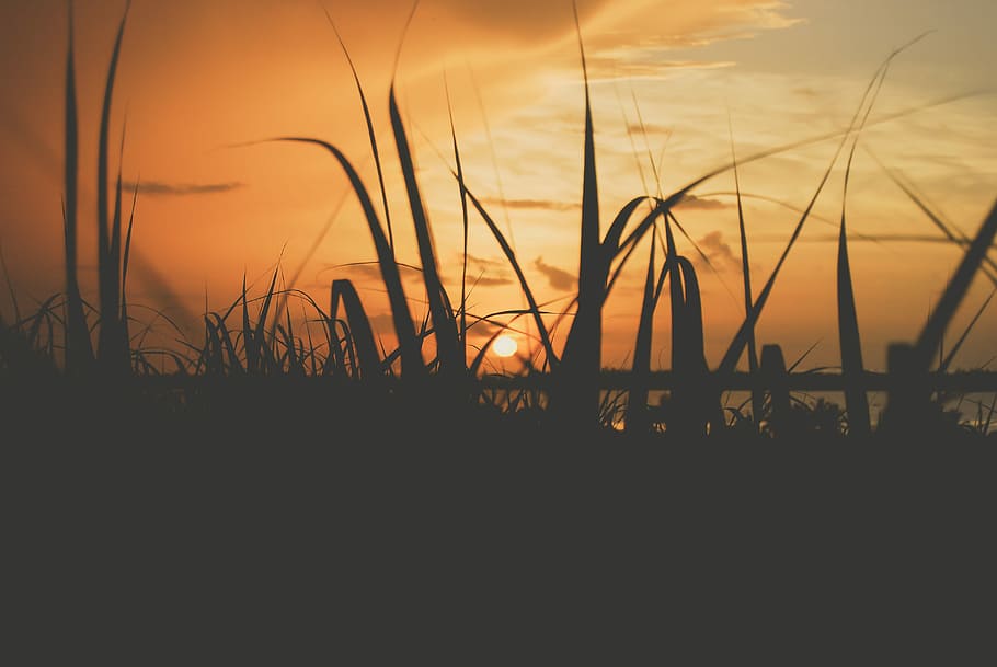 green leafed plant near body of water during golden hour, silhouette of grass HD wallpaper