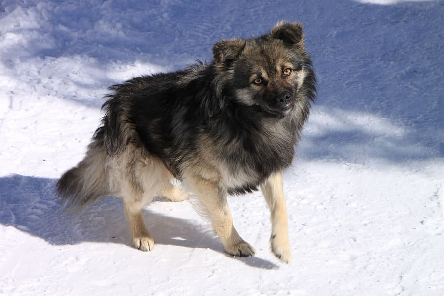 cold, dogs, gorj, mountain, ranca, road, white, animals, winter HD wallpaper