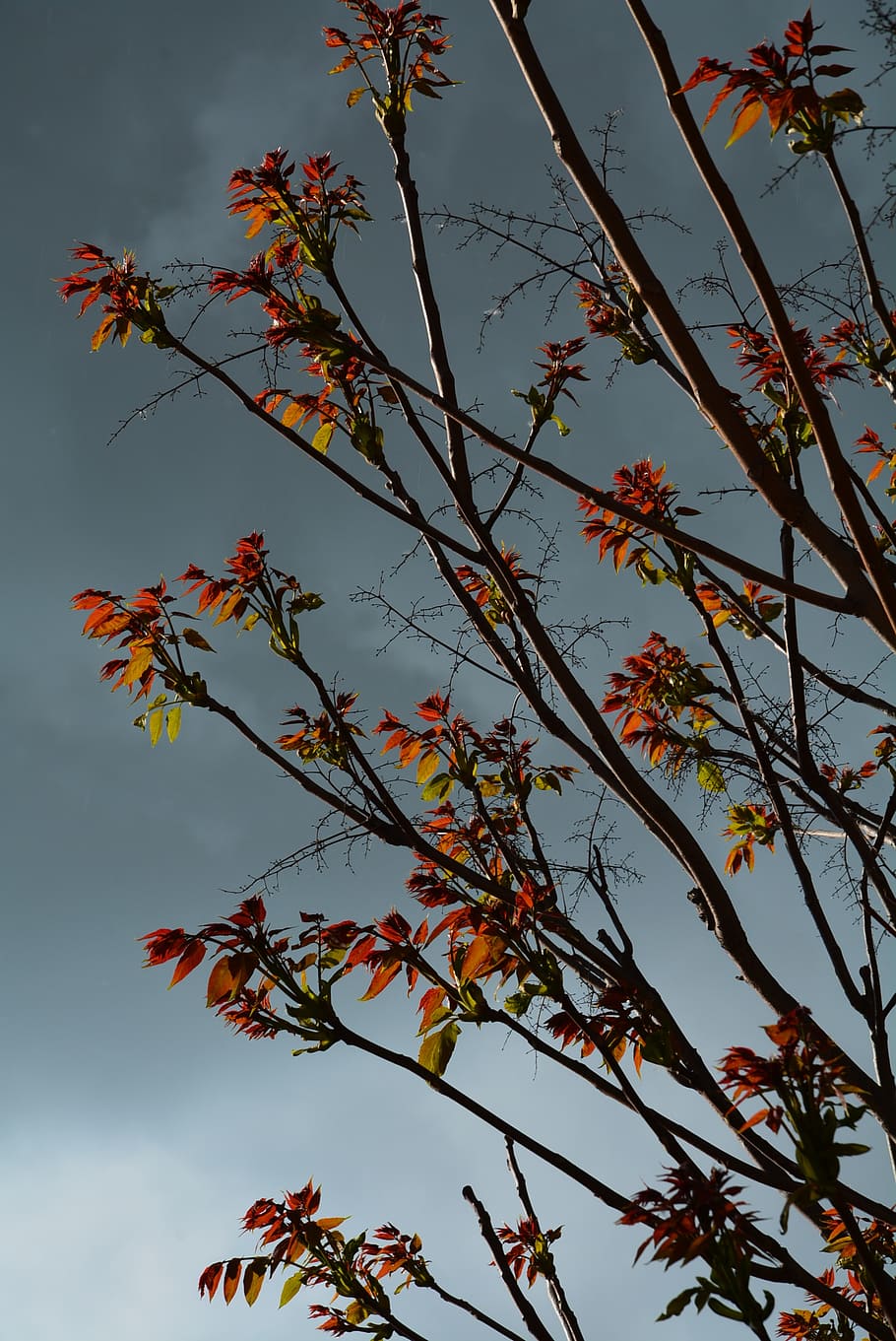 leaves, clouds, sky, growth, plant, beauty in nature, low angle view HD wallpaper