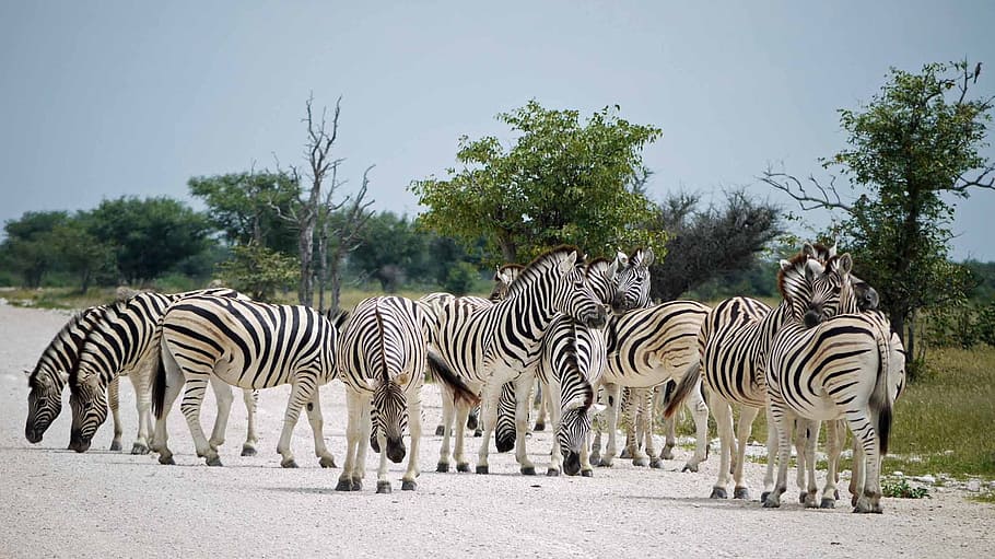 Zebras, Namibia, Etosha, Africa, Steppe, flock, wild animal, HD wallpaper