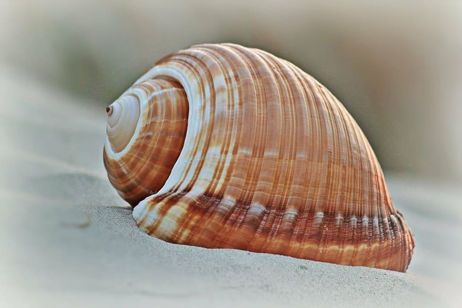 brown and white seashell, beach, snail shell, maritime, meeresbewohner HD wallpaper