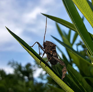 beetle, bug, leaf footed bug, insect, flying insect, winged insect HD wallpaper