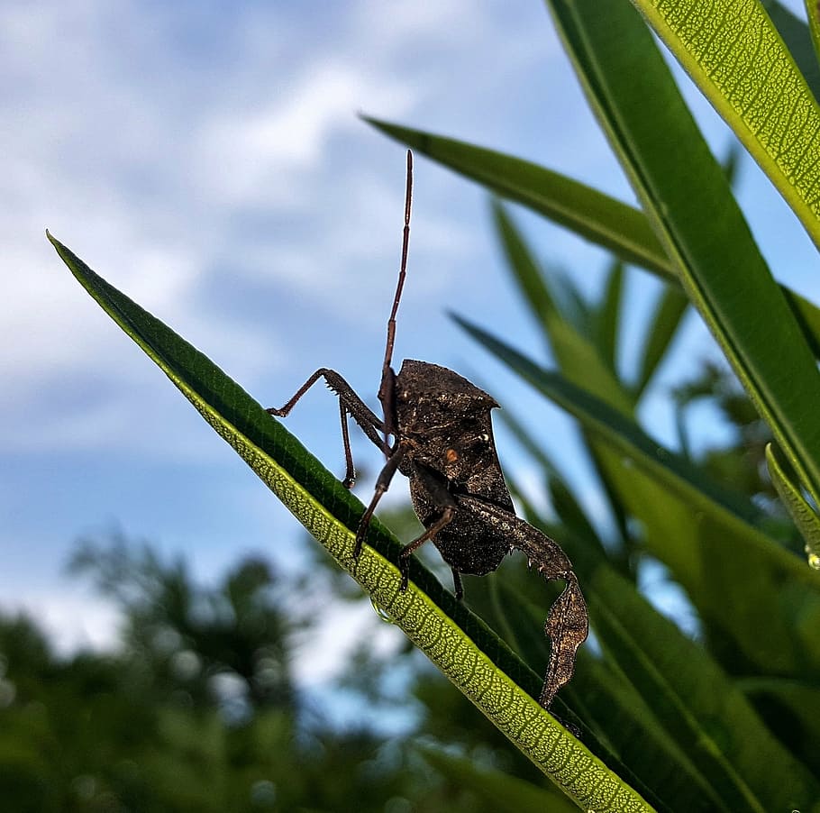 beetle, bug, leaf footed bug, insect, flying insect, winged insect HD wallpaper