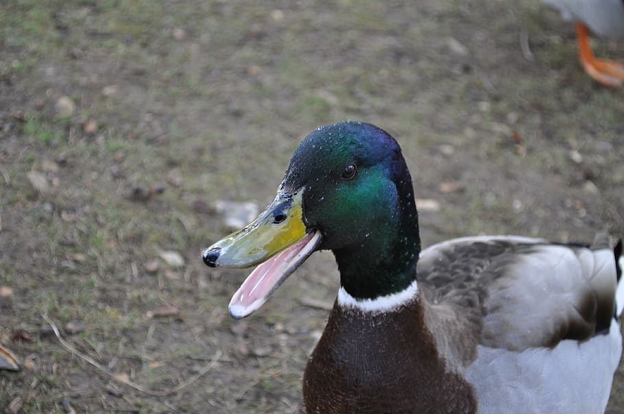 duck, nature, animal themes, bird, animal wildlife, animals in the wild HD wallpaper