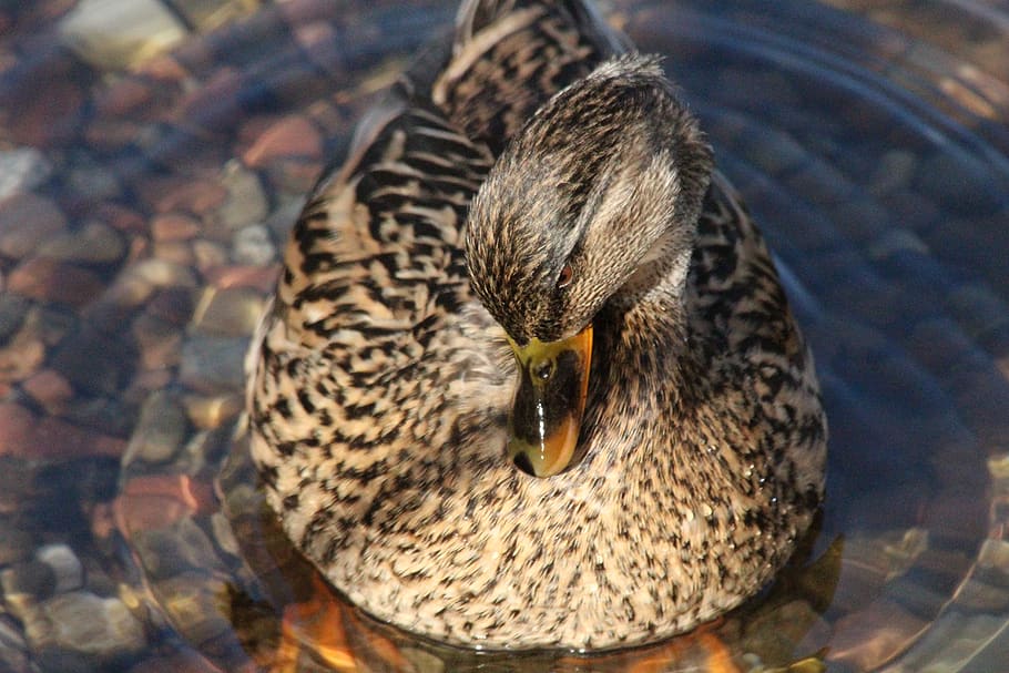 duck, pond, bird, animals in the wild, animal wildlife, animal themes HD wallpaper