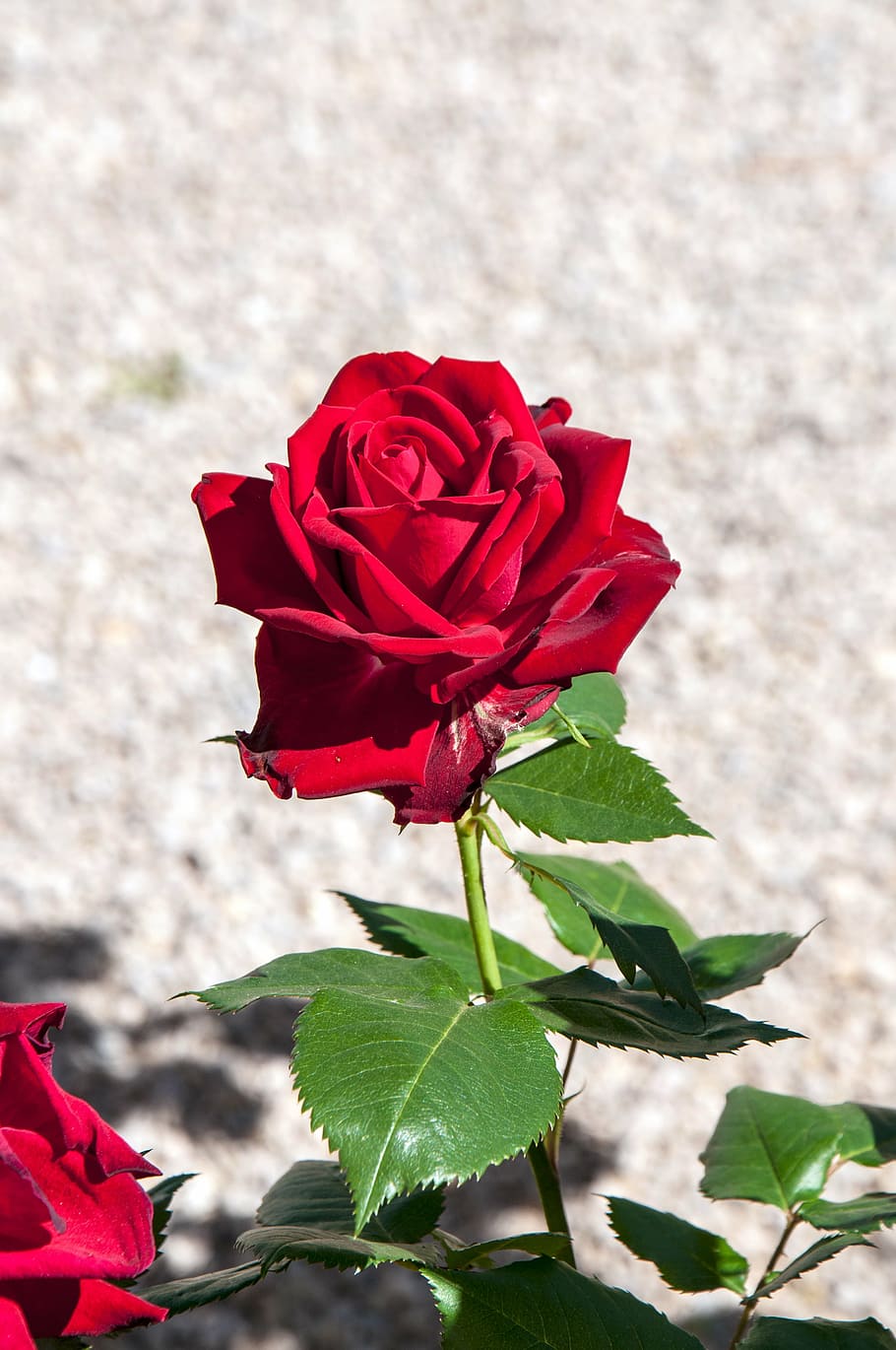 texture, flower, petals, red rose, flowering plant, beauty in nature HD wallpaper