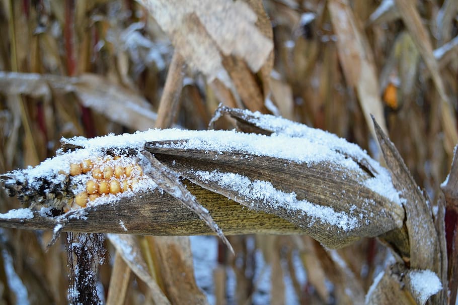 corn covered with snow, corn on the cob, winter, frozen, agriculture HD wallpaper