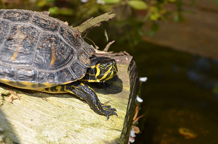 turtle, reptile, water turtle, animal themes, animal wildlife HD wallpaper