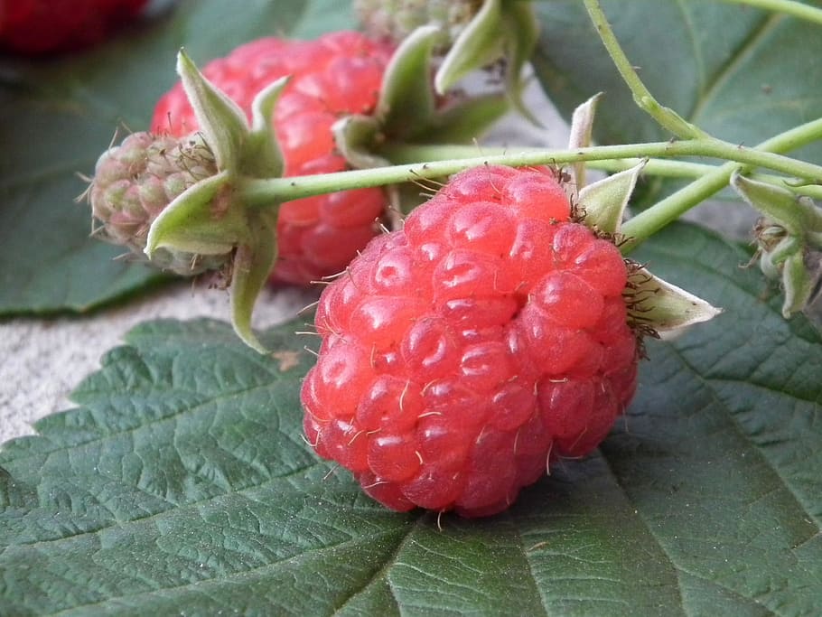 Berry, Raspberry, Fruit, Sweet, red, fresh, a lot, leaves, closeup HD wallpaper