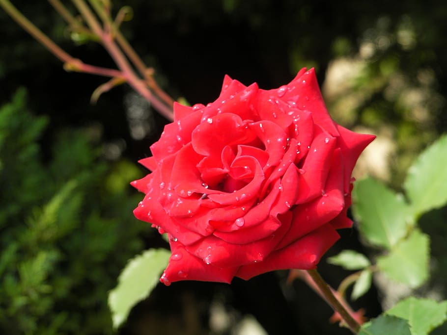 rose, flowers, red, flowering plant, beauty in nature, petal HD wallpaper