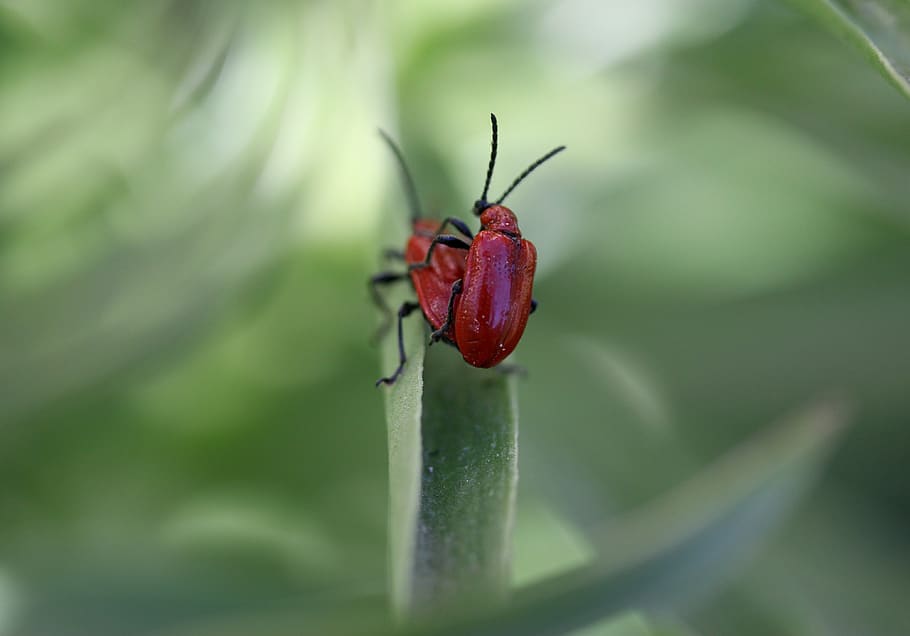 insecta, red, pair, mating, nature, close-up, invertebrate HD wallpaper